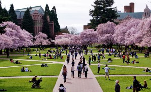 A crowd of students enjoying the quad's cheery trees at the University of Washington.