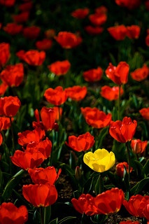 Like a yellow flower that stands out in a field of red flowers, there are ways for you to stand out on college applications