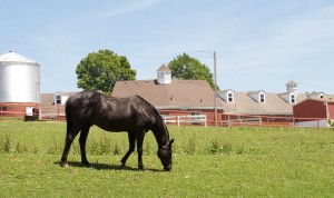 A black horse eating grass inside Stephens College Campus.