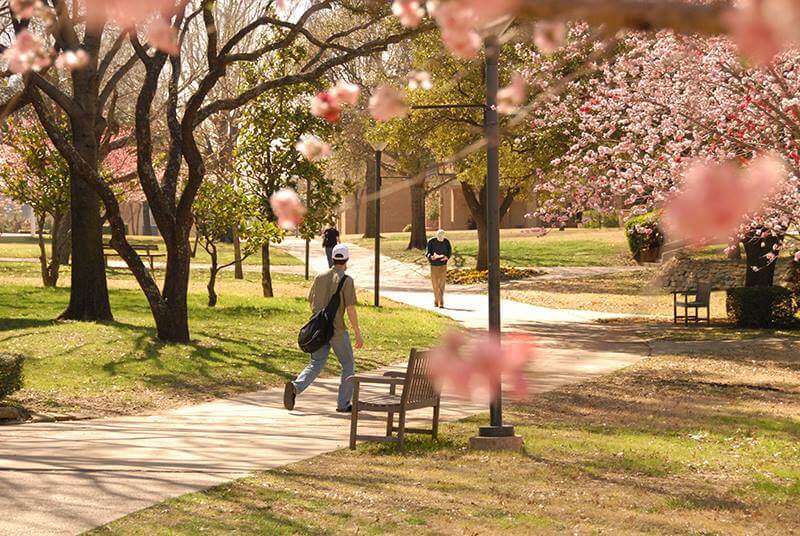 Student runnng inside University of Dallas campus surrounded with pink flower trees.