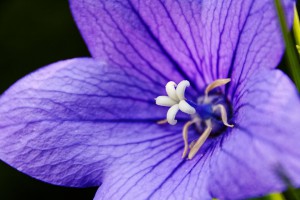 The color purple (or violet) represents wisdom.