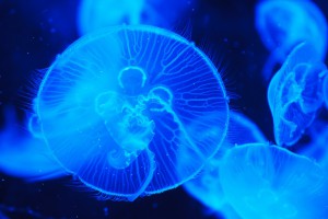 As the world’s leading favorite color, it’s no surprise that blue signifies a lot of meanings.