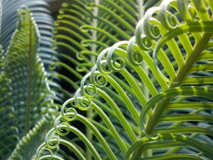 The color most commonly found in nature, green represents balance, harmony, peace, and rest.