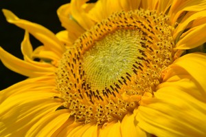 Yellow is a great color to wear if you’re giving a persuasive speech.