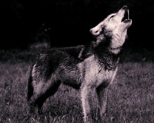 A black and white picture of a wolf howling.