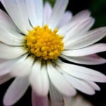 Photograph of a flower, representing a "late bloomer" teen who needs help with their college search. What happens if your children don't want to go to college?