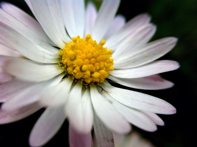 Photograph of a flower, representing a 