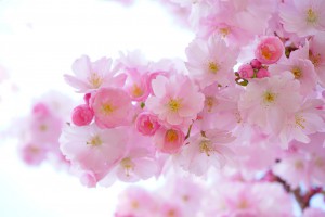 The color pink is great to use in order to lower stress.