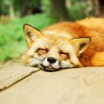 Take quick naps like this fox