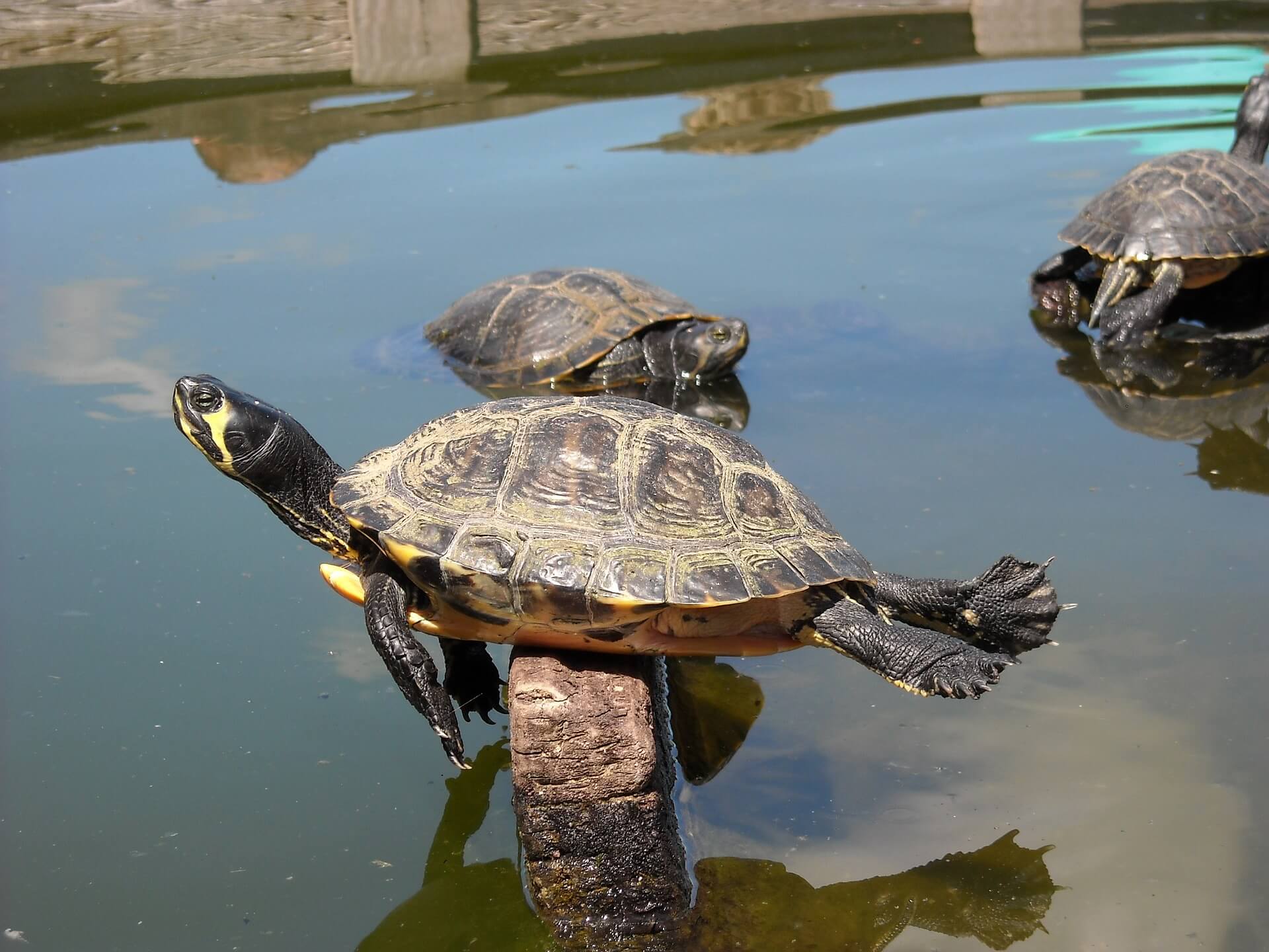 Balance your online Masters in Education and life like this turtle.