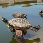 Balance your online Masters in Education and life like this turtle.