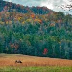 Rolling forested hills in North Carolina.