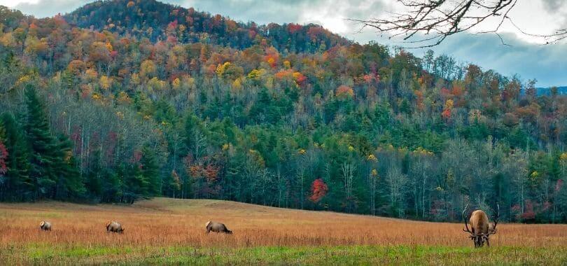 Rolling forested hills in North Carolina.