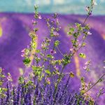 Sprawling fields of lavender.