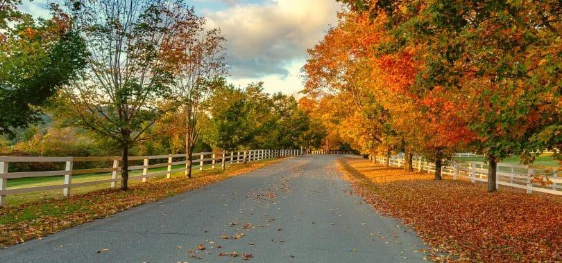 A road with autumn trees on either side of it.