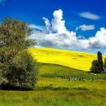 Green and yellow sprawling fields.