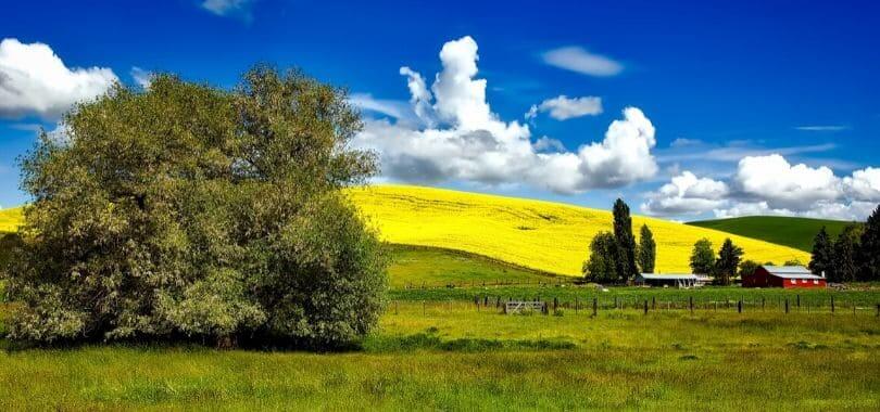 Green and yellow sprawling fields.