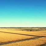 Fields of wheat below a blue sky.