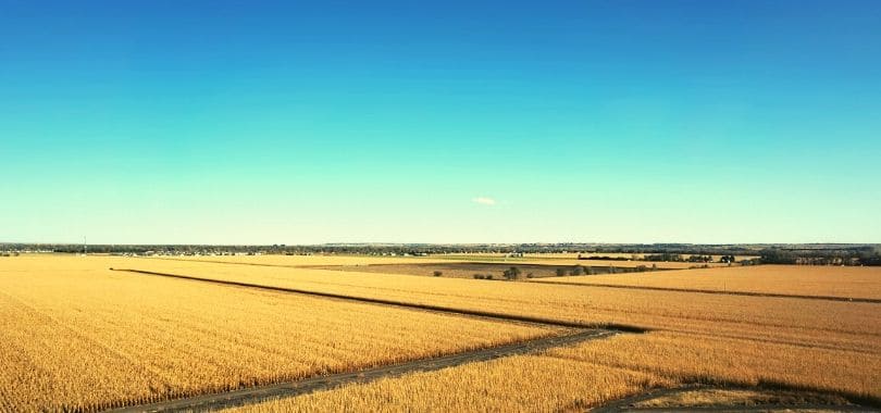 Fields of wheat below a blue sky.