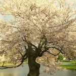 A tree blooming in the spring.