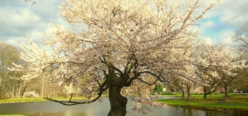 A tree blooming in the spring.