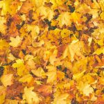 Yellow and orange leaves in a pile.