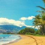 A beach with palm trees along the shoreline.