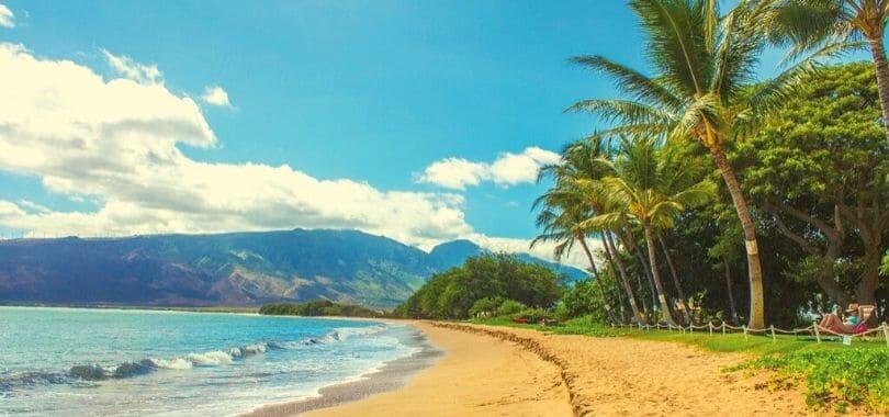 A beach with palm trees along the shoreline.