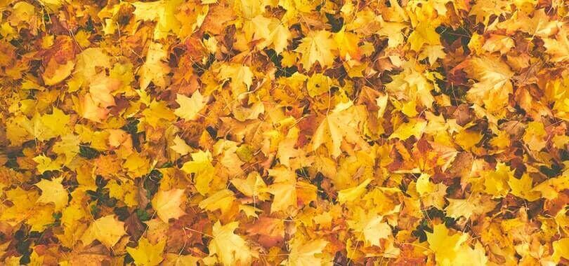 Yellow and orange leaves in a pile.