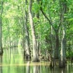 A bayou surrounded by green trees.