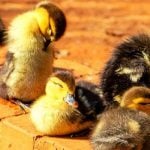 A group of ducklings sitting on the ground.