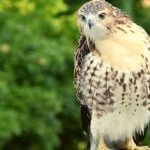 A hawk perched on a log.