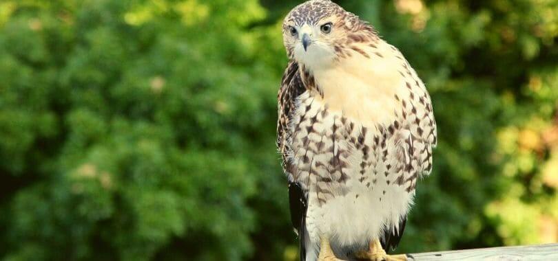 A hawk perched on a log.