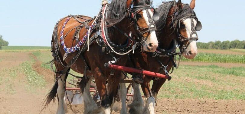 Two brown horses walking together.