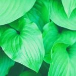 A close-up shot of green leaves.