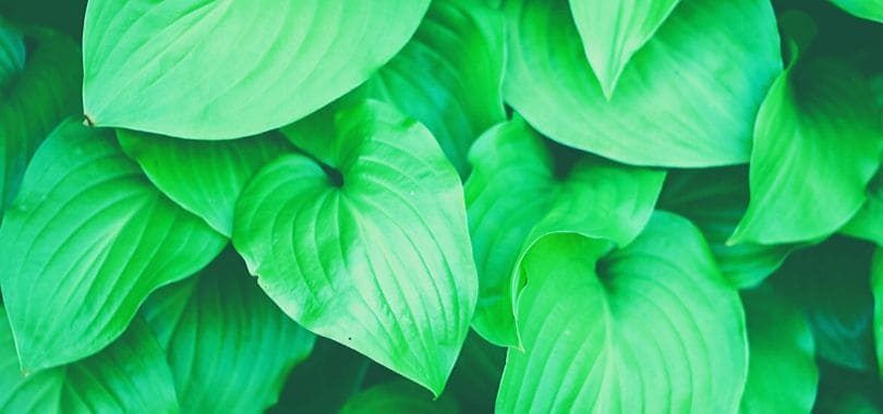 A close-up shot of green leaves.