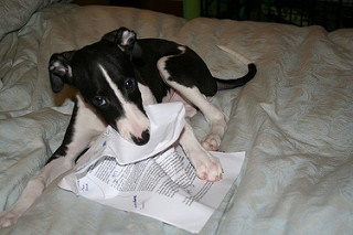 My dog at my homework is one of many poor excuses