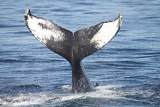 Sea grant colleges focus on marine science.