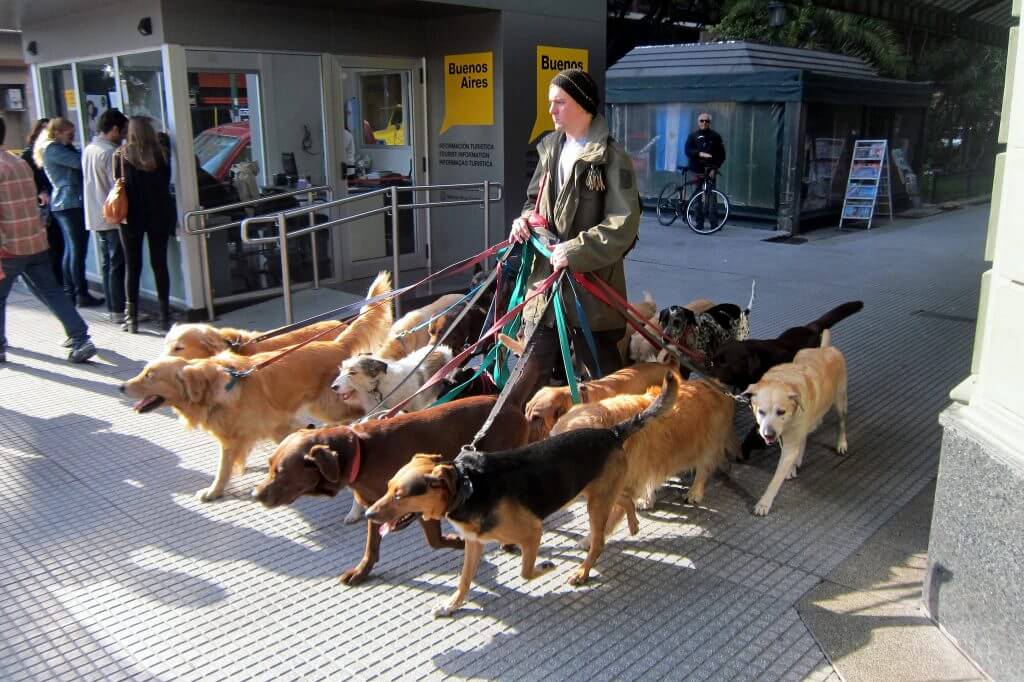 dog-walker in college search sites