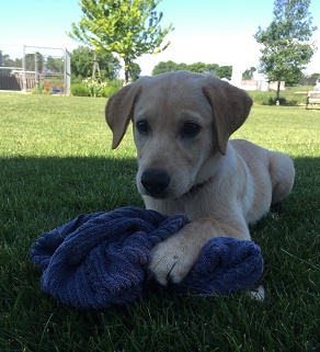 Puppies are just one way to boost your GPA