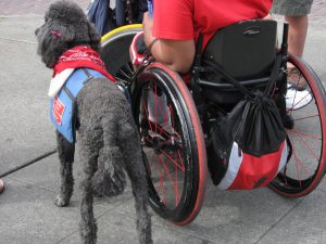 ADA service animals are allowed on college campuses.