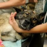 A veterinarian holding a dog on a table.