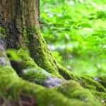 A close-up of tree roots with moss covering the roots.