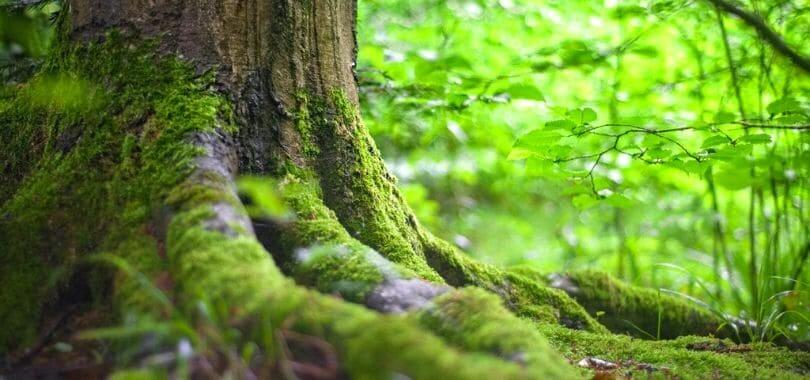 A close-up of tree roots with moss covering the roots.