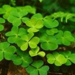 A patch of clovers.