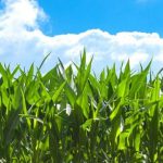 A green cornfield against a blue sky.