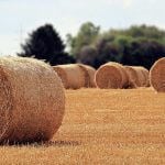 Hay bales on a field.