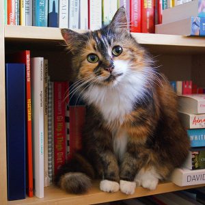 brindle colored cat