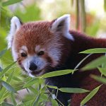 Red Panda sneaking in the bamboo leaves.