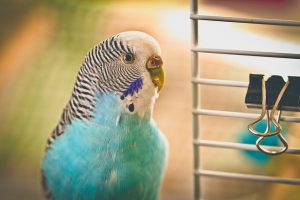 blue love bird
